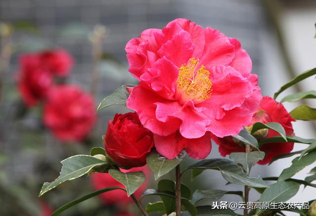 细说云南特色花卉