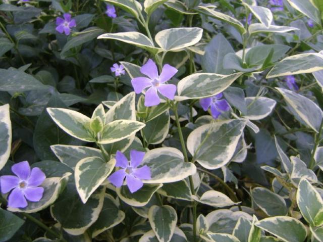 想在冬天绿化“客厅”，就养3种“爬藤植物”，叶片常年浓绿