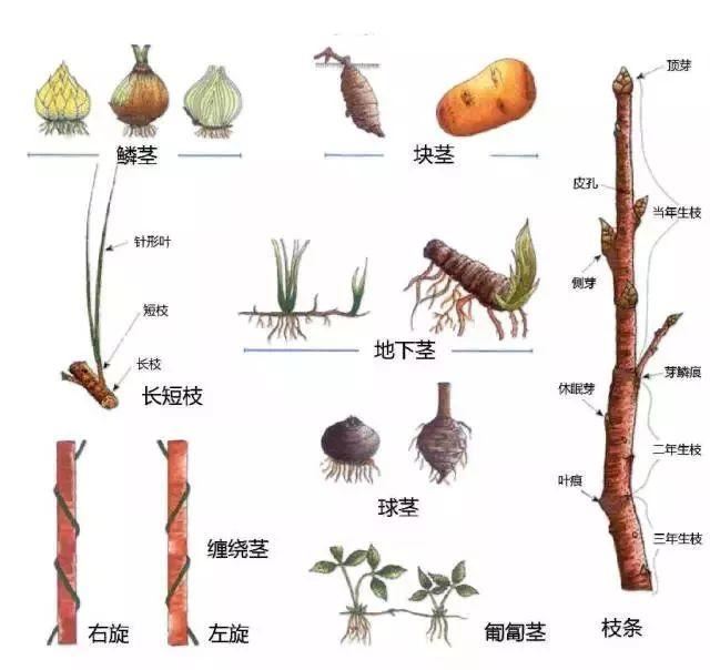 景观植物识别法，超级简单明了，一看就会
