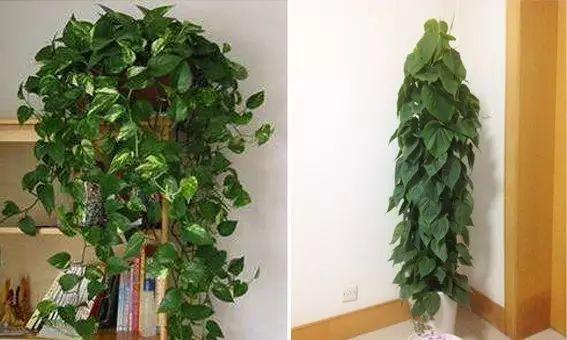十种· 有趣的垂吊植物吧