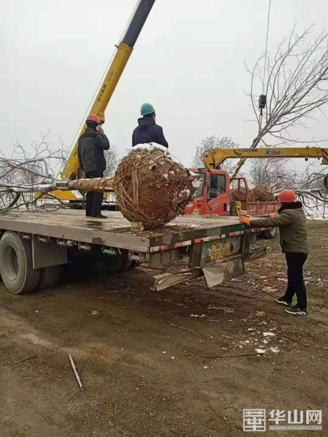 腾头园林：西安高陵小汤山医院绿化建设项目首批苗木出圃运抵现场