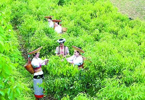 木姜叶柯 天赐甜茶