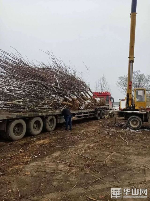 腾头园林：西安高陵小汤山医院绿化建设项目首批苗木出圃运抵现场