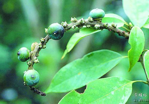 木姜叶柯 天赐甜茶