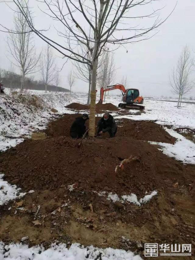 腾头园林：西安高陵小汤山医院绿化建设项目首批苗木出圃运抵现场