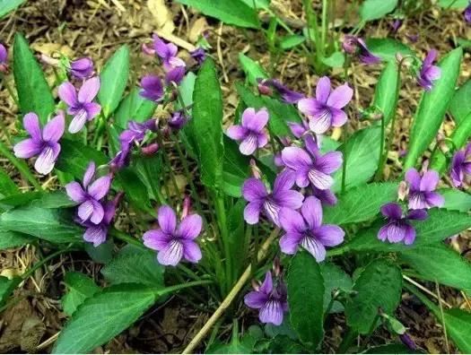 中草药植物绿化，园林应用新潮流？