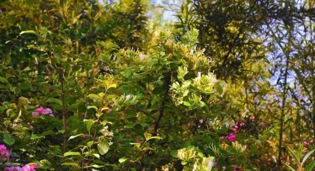 中草药植物绿化，园林应用新潮流？