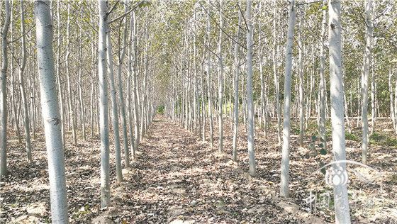 【聚焦 花木育种人】 北京林业大学教授康向阳：勇登林木育种之“山”