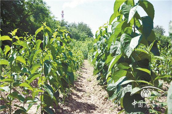 【聚焦 花木育种人】 北京林业大学教授康向阳：勇登林木育种之“山”