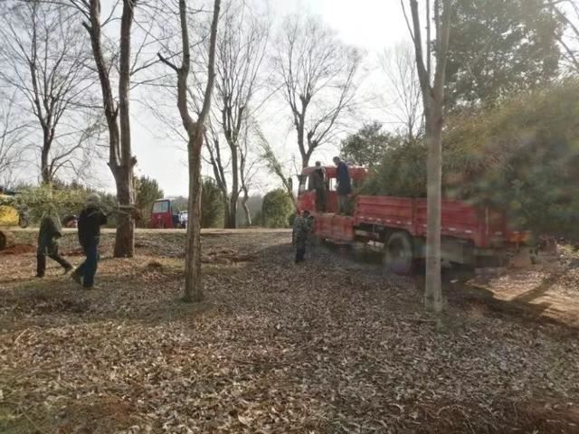 武汉火神山医院，园林工作者火速完成绿化