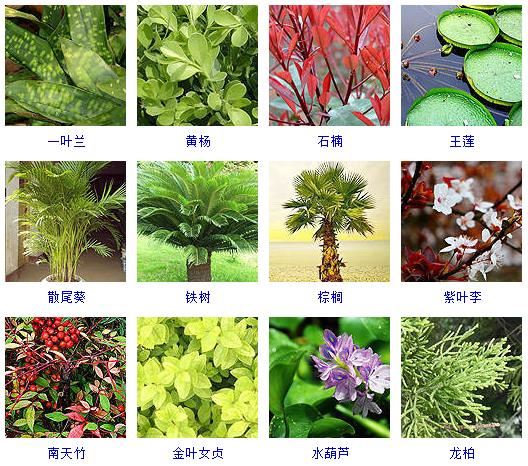 这40种植物最适合园林养植！观赏绿化俱佳~