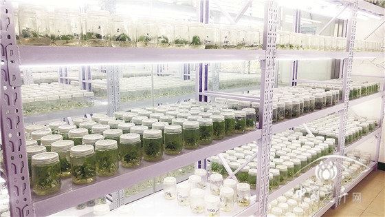 【聚焦 花木育种人】 北京林业大学教授康向阳：勇登林木育种之“山”