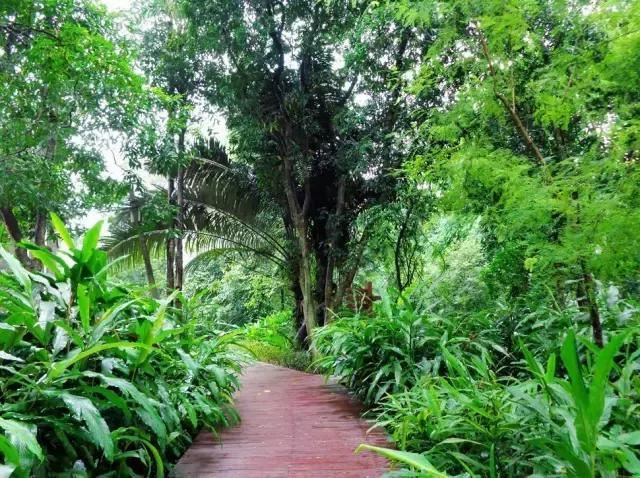 中草药植物绿化，园林应用新潮流？