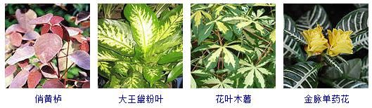 这40种植物最适合园林养植！观赏绿化俱佳~