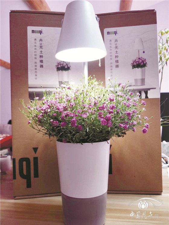 美国《2020室内植物报告》分析数据助力销售 