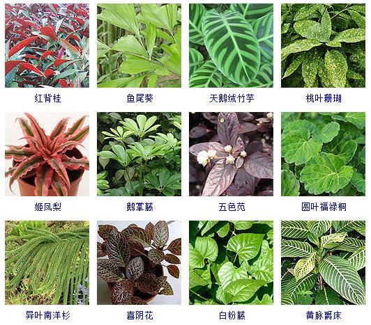 这40种植物最适合园林养植！观赏绿化俱佳~