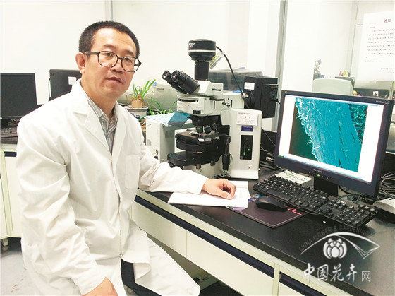 【聚焦 花木育种人】 北京林业大学教授康向阳：勇登林木育种之“山”