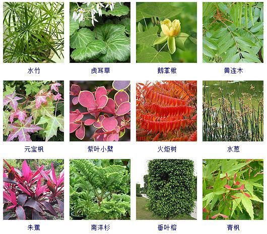 这40种植物最适合园林养植！观赏绿化俱佳~
