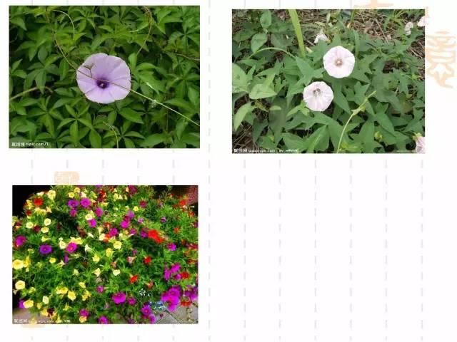 130种·常用园林植物集锦，全，全，是真全