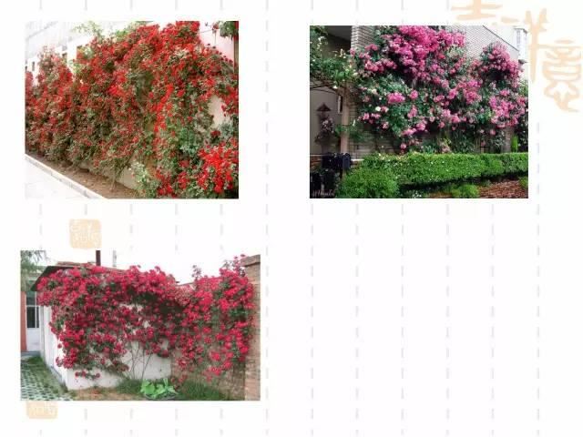 130种·常用园林植物集锦，全，全，是真全