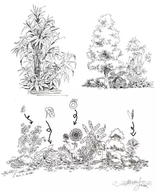 最常用植物手绘技法示例，停工不停学