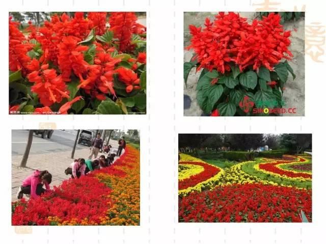 130种·常用园林植物集锦，全，全，是真全