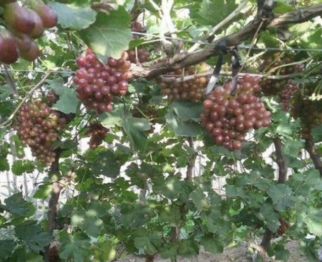 天冷花草植物该怎么办？学会3种方法，再不用担心冻死、冻伤了