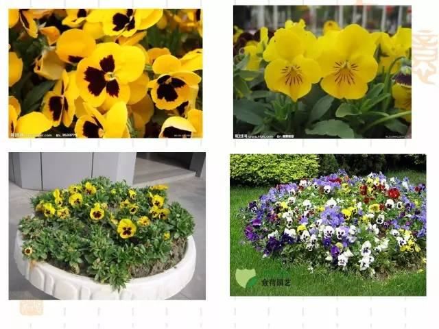 130种·常用园林植物集锦，全，全，是真全