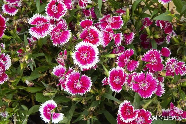 石竹花，植株倒伏、花量少？养殖学会这几点，四季盛开花多色艳