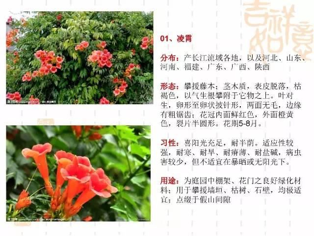 130种·常用园林植物集锦，全，全，是真全