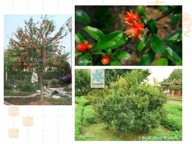 130种·常用园林植物集锦，全，全，是真全