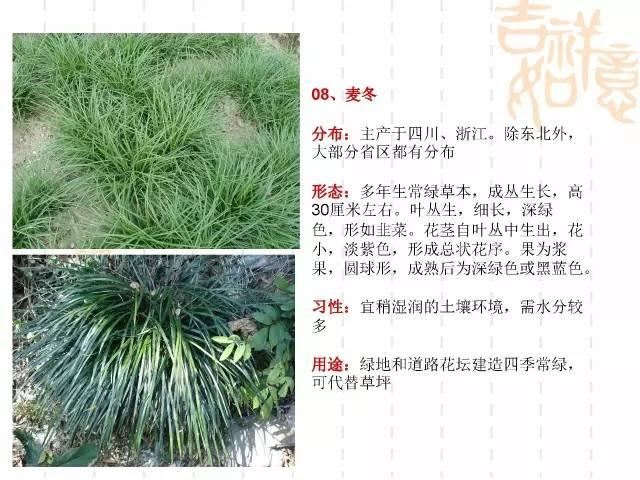 130种·常用园林植物集锦，全，全，是真全