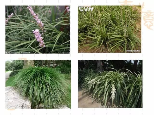 130种·常用园林植物集锦，全，全，是真全