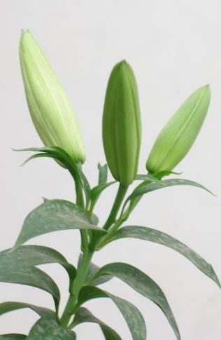 又到了买球的季节了——球根花卉详解