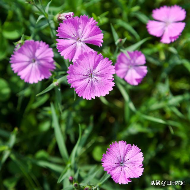 石竹花，植株倒伏、花量少？养殖学会这几点，四季盛开花多色艳
