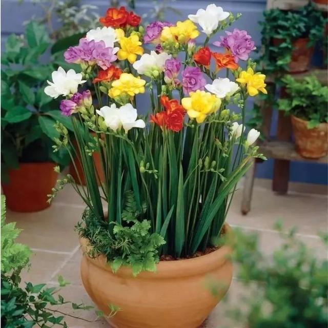 又到了买球的季节了——球根花卉详解