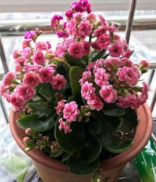 家养这3种花，需要提前施肥，提高耐寒抵抗力，后期开花真有劲