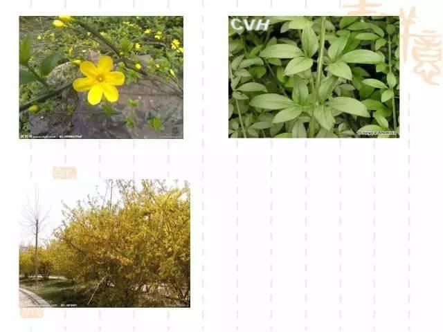 130种·常用园林植物集锦，全，全，是真全