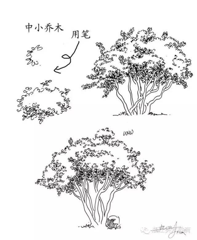 最常用植物手绘技法示例，停工不停学