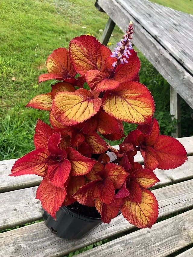 彩叶草叶子斑斓，没想到花朵还挺好看，这观叶植物美不可方物