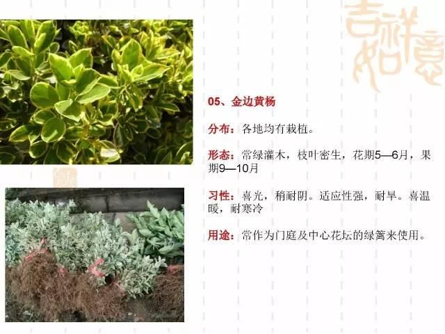 130种·常用园林植物集锦，全，全，是真全
