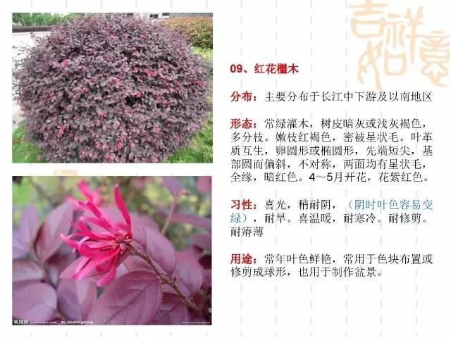 130种·常用园林植物集锦，全，全，是真全