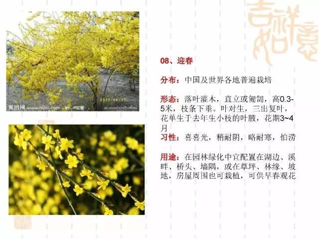 130种·常用园林植物集锦，全，全，是真全