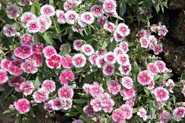 石竹花，植株倒伏、花量少？养殖学会这几点，四季盛开花多色艳