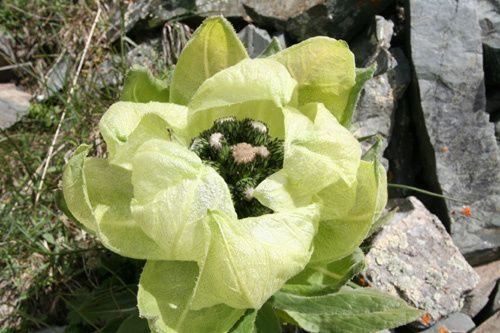 天山名贵“雪莲花”，盆栽养护“4大诀窍”，能养好的都是大神