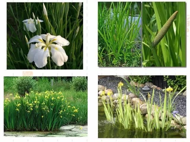 130种·常用园林植物集锦，全，全，是真全