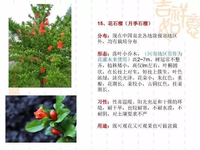 130种·常用园林植物集锦，全，全，是真全