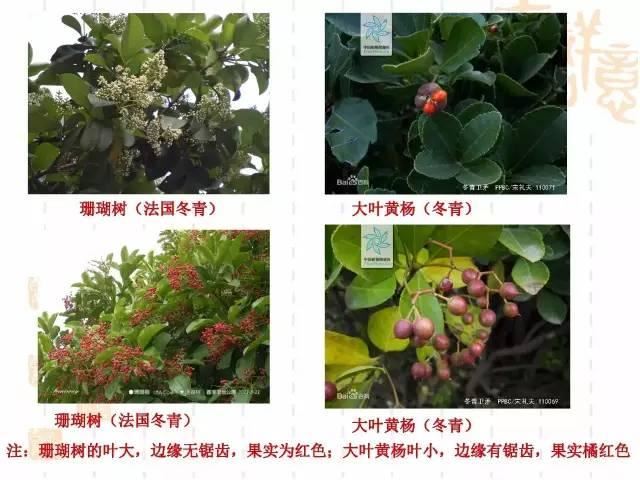 130种·常用园林植物集锦，全，全，是真全