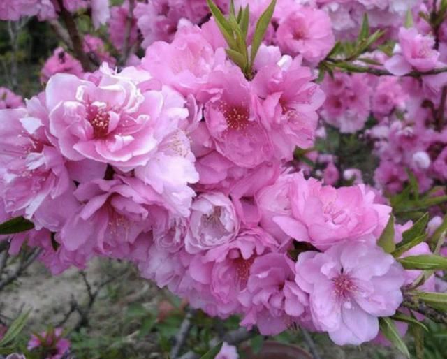 冬天养护花卉，别去做4件“蠢事”，花儿轻松度过寒冬，长势猛