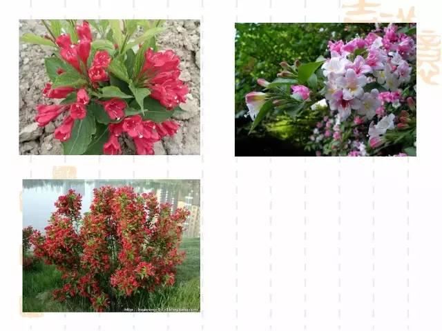130种·常用园林植物集锦，全，全，是真全
